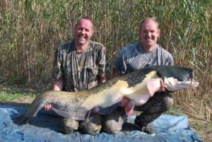 114lb nice looking fish