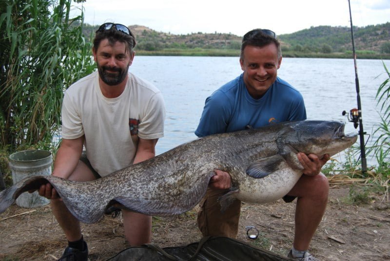 David 82lb