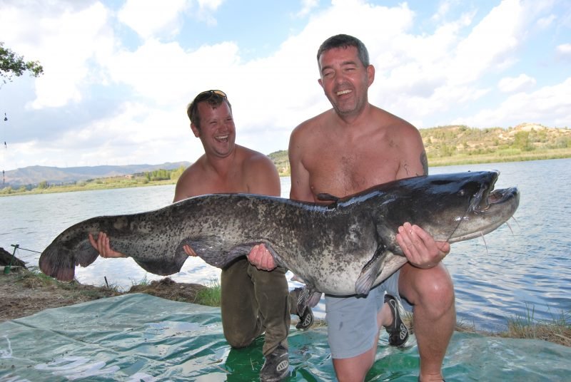 Paddy 90lb