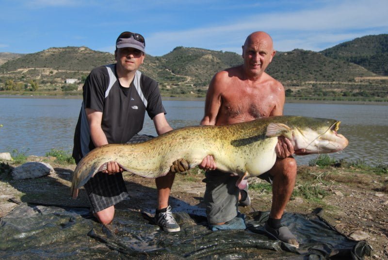 Barry 78lb