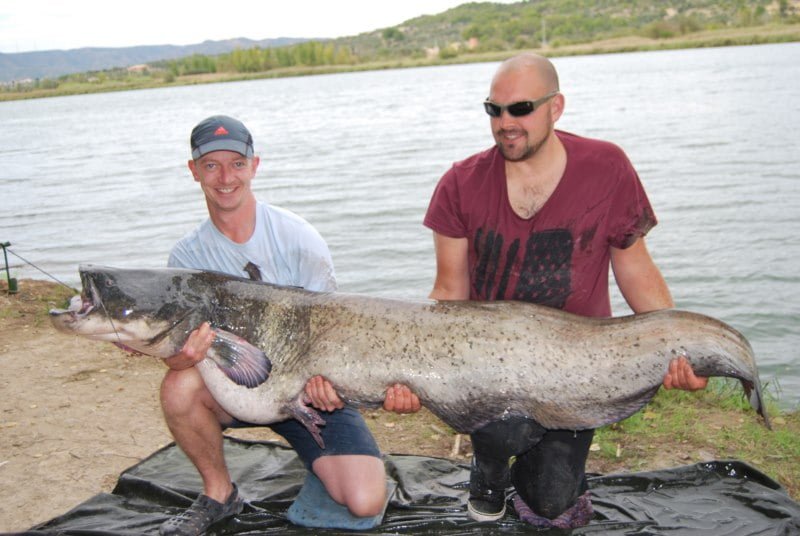 Frank 126lb