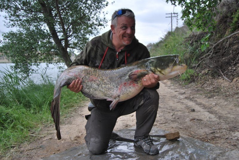 Andy 65lb