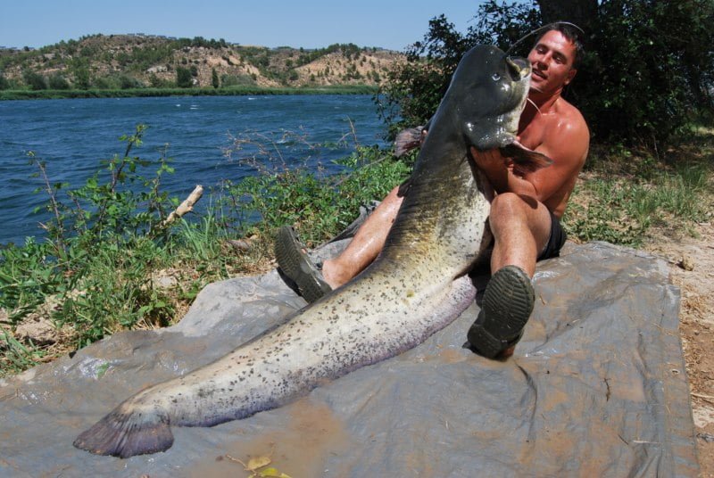 Shaun 94lb