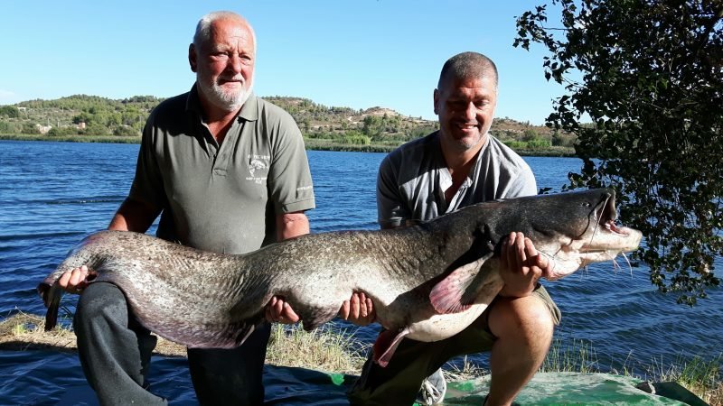 Wayne 93lb