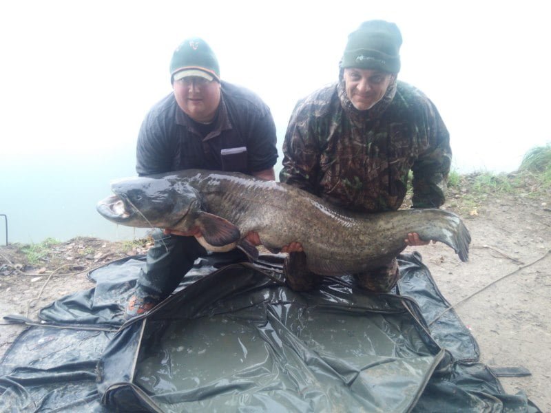 Chris 84lb
