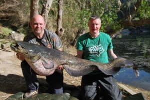 This one had really ate all the pies and pellets  110lb