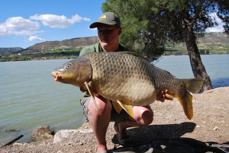 Ryan 36lb