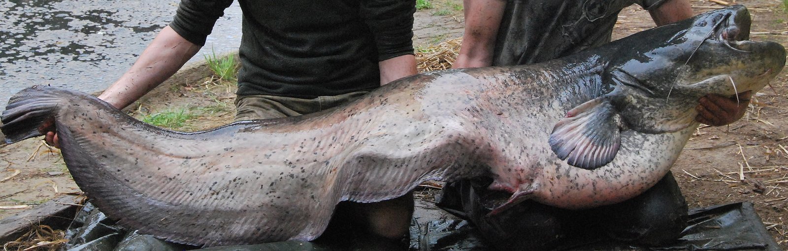 Huge Catfish