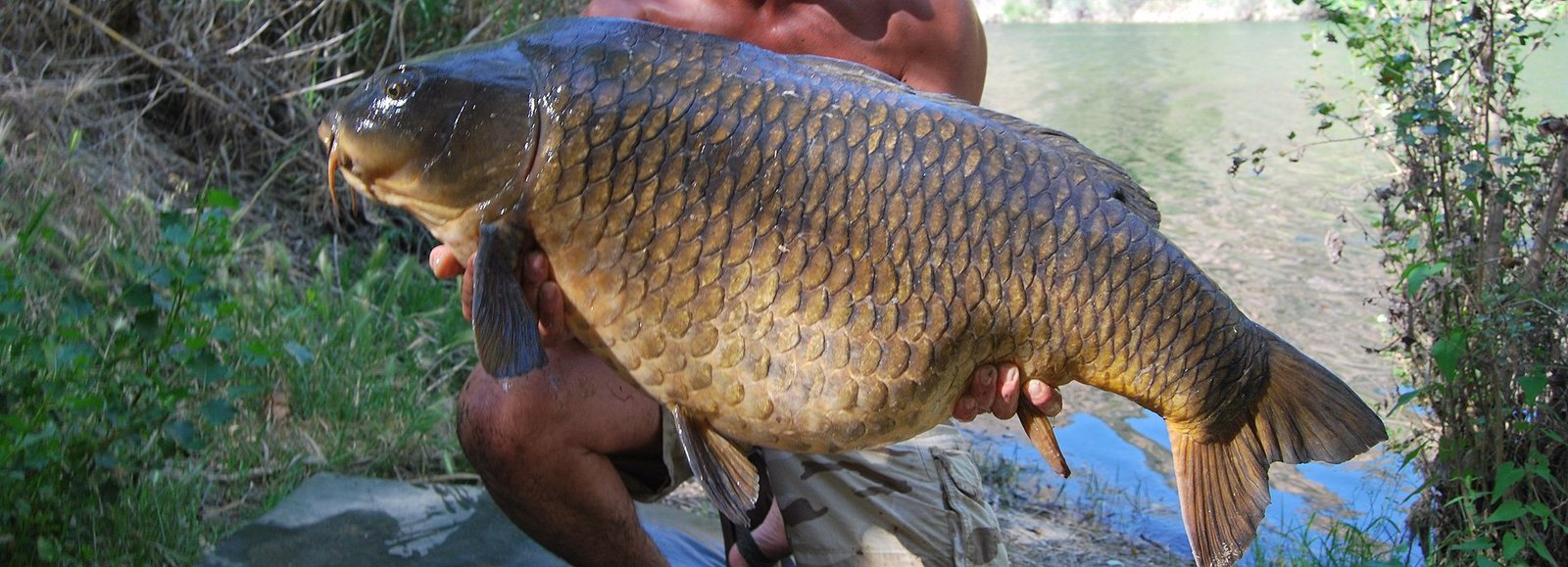 Pristine Roach